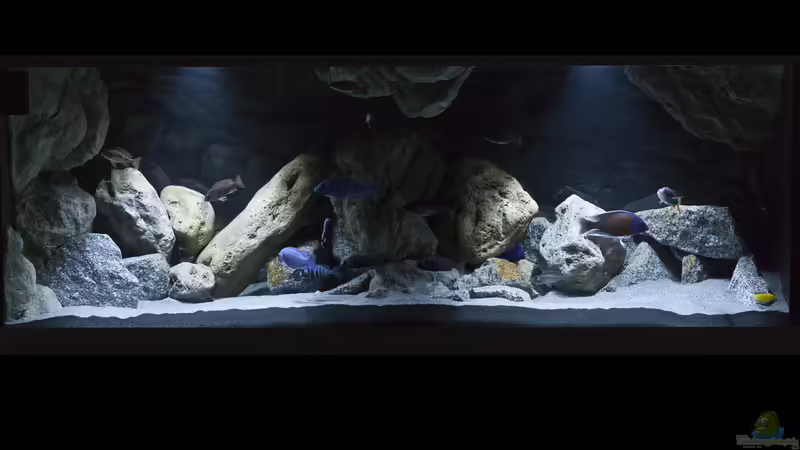 Aquarium Hauptansicht von Non-Mbuna Malawi 576 Liter von aqmdf (1)