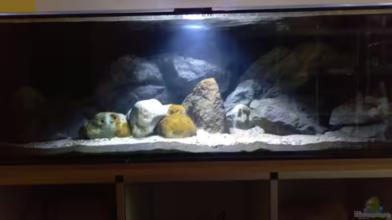 Aquarium Hauptansicht von NonMbuna by Tobi von TK (1)