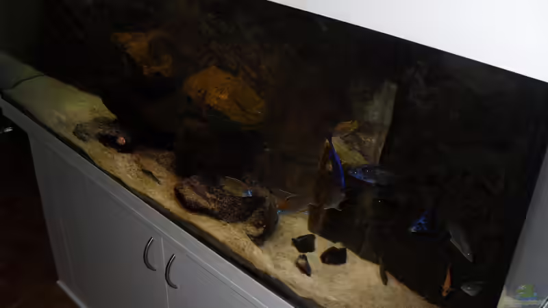 Aquarium Hauptansicht von NonMbuna-Style (aufgelöst) von Dr. Manhattan (1)