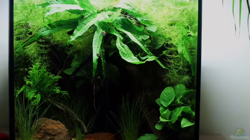 Aquarium Hauptansicht von northern territory von die Perle... (1)