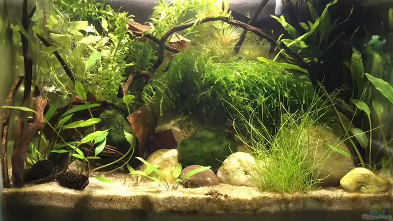 Aquarium Hauptansicht von Notfallbecken