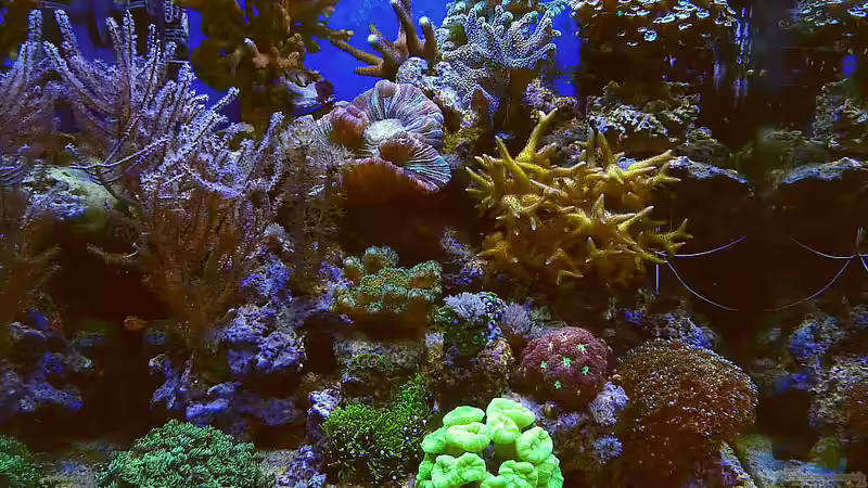 Aquarium Hauptansicht von Nudelwasser von Helmut Kreutmayer (1)