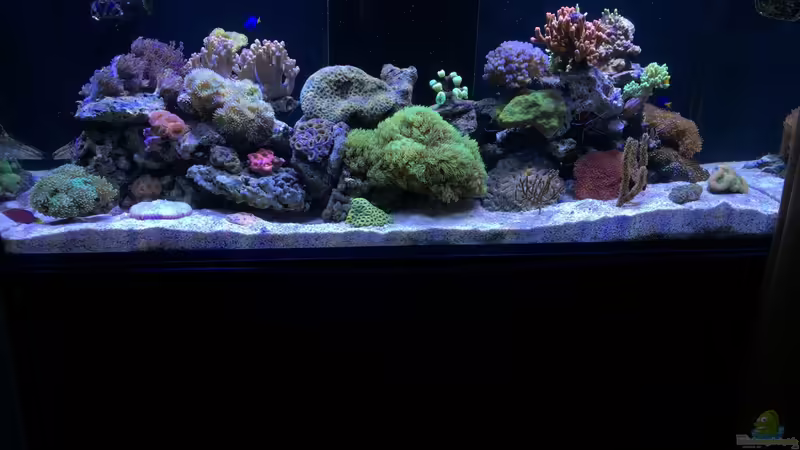 Aquarium Hauptansicht von Nudelwasser von Hörnchen (1)