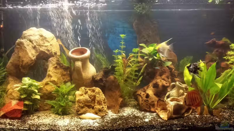 Aquarium Hauptansicht von nummer 1 von Franz Napf (1)