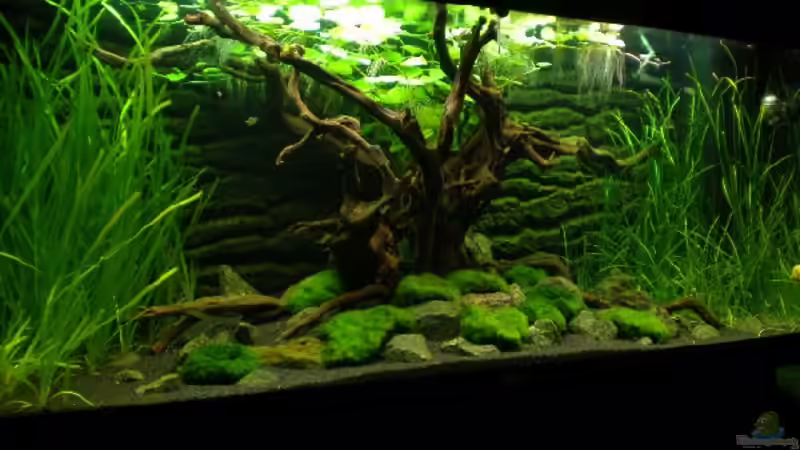 Aquarium Hauptansicht von NUR NOCH  BEISPIEL von K.S. (1)