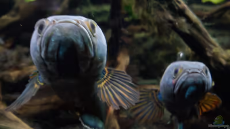 Aquarium Hauptansicht von NUR NOCH  BEISPIEL