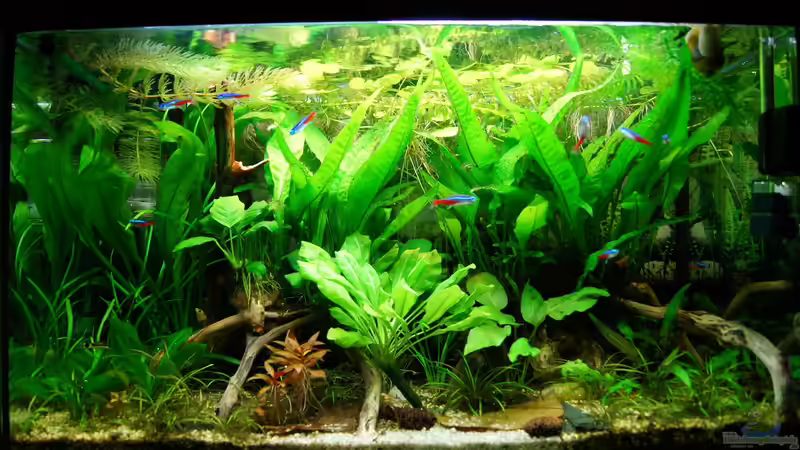 Aquarium Hauptansicht von Nur noch Beispiel von Liquid (1)