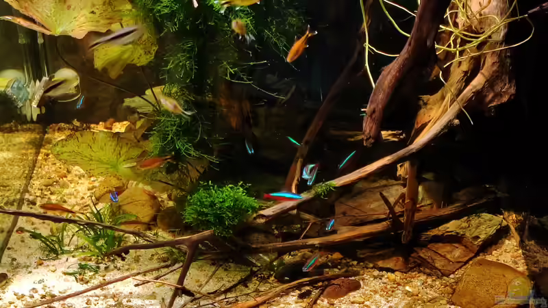 Aquarium Hauptansicht von Nur noch ein Beispiel von Amazonas (1)