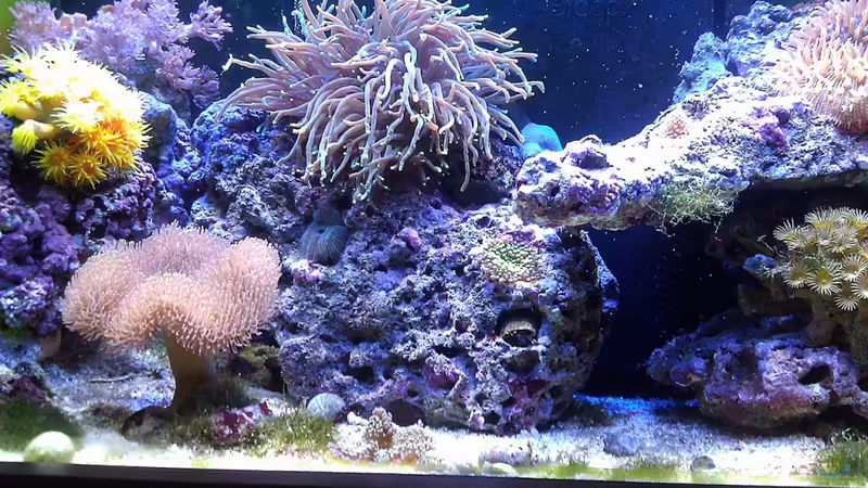 Aquarium Hauptansicht von Ocean Life von snoopy2008 (1)