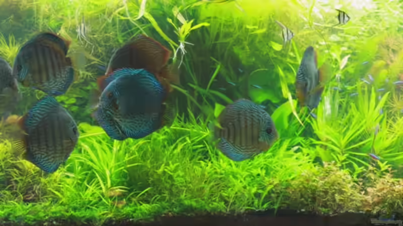 Aquarium Hauptansicht von On The Riverbank von @mazonas (1)