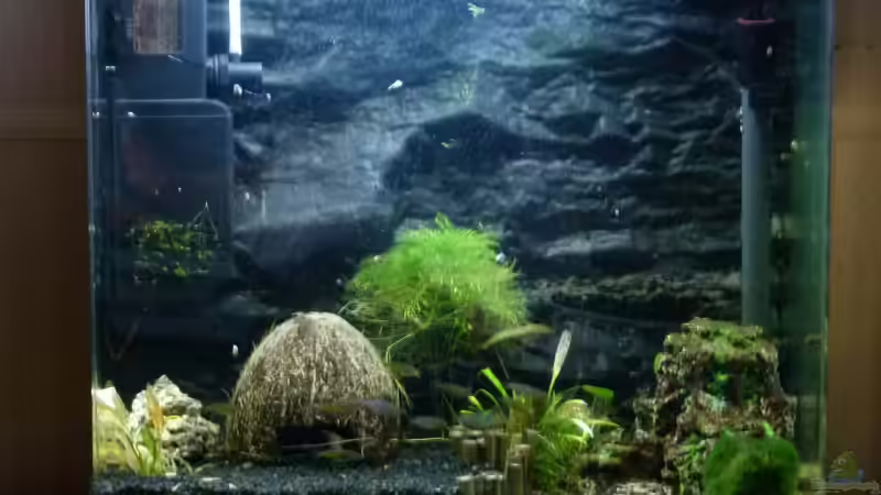 Aquarium Hauptansicht von Oryzias-Becken 39l von Goldfischfan (1)
