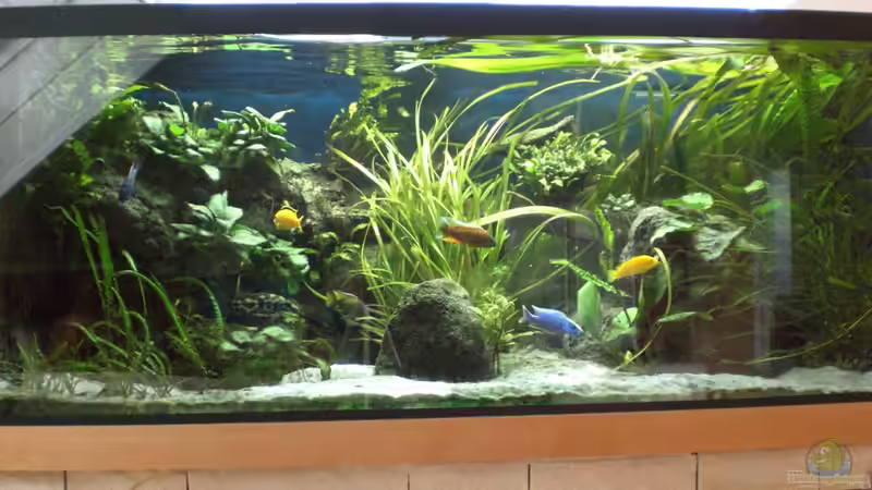 Aquarium Hauptansicht von Ostafrikanisches Becken von Robin (1)