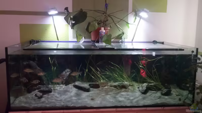 Aquarium Hauptansicht von Otopharynx fast wie zu Hause