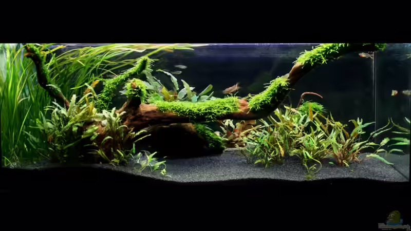 Aquarium Hauptansicht von Outback von -Der Österreicher- (1)