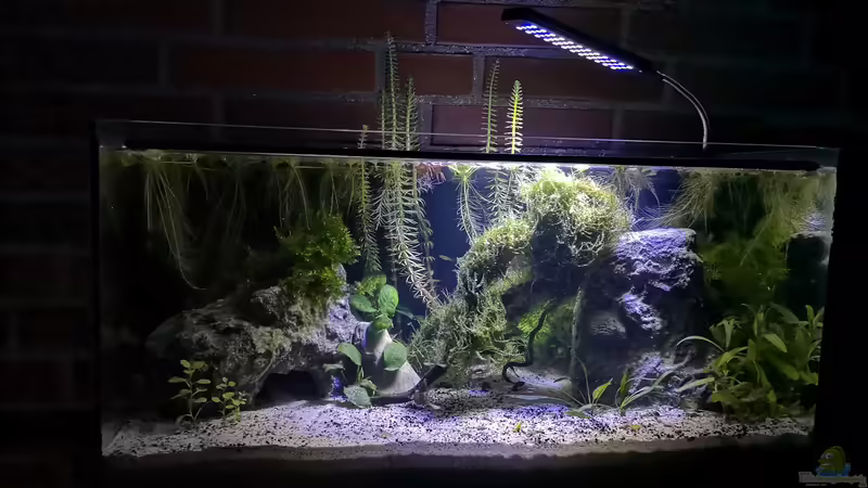 Aquarium Hauptansicht von Outdoorbecken von Heike Fuchs (1)