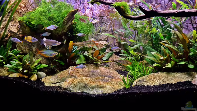 Aquarium Hauptansicht von Over the Rainbow  nur noch als Beispiel