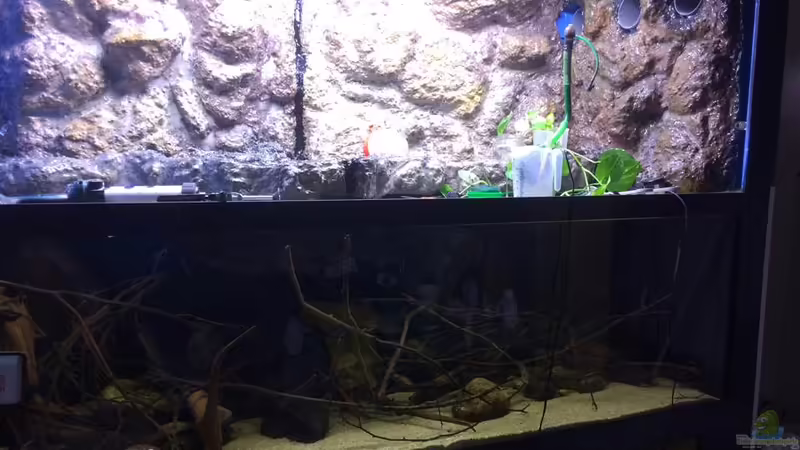 Aquarium Hauptansicht von Paludarium von matthiasm (1)