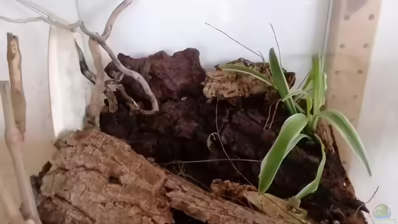 Aquarium Hauptansicht von Panda-Würfel