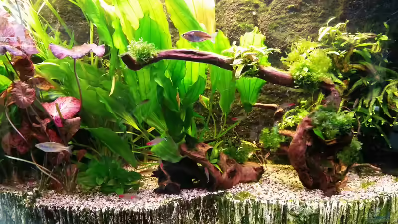 Aquarium Hauptansicht von Panoramabecken 300 Liter von Gigi (1)