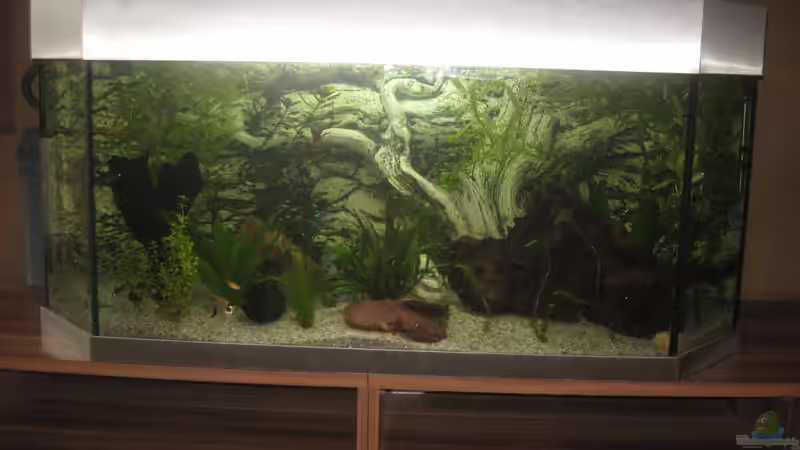 Aquarium Hauptansicht von Panoramabecken von MichlNausM (1)