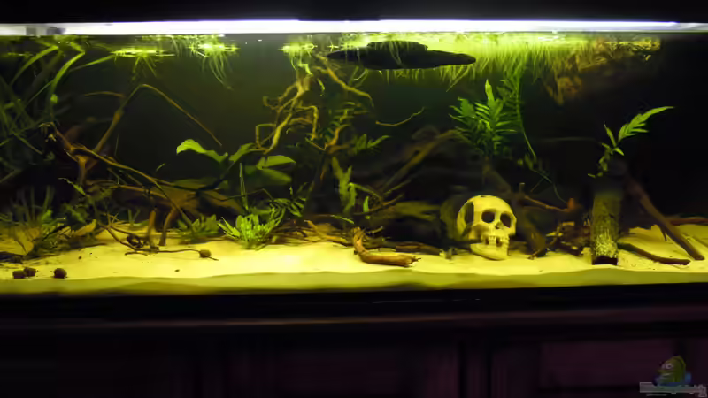 Aquarium Hauptansicht von Parachanna obscura von Metamorphois (1)