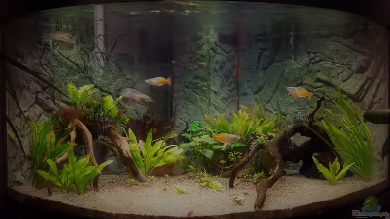 Aquarium Hauptansicht von Paradise Edge Obsolete