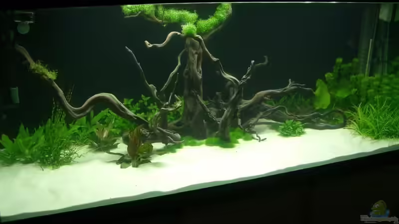 Aquarium Hauptansicht von Parafreie 540L