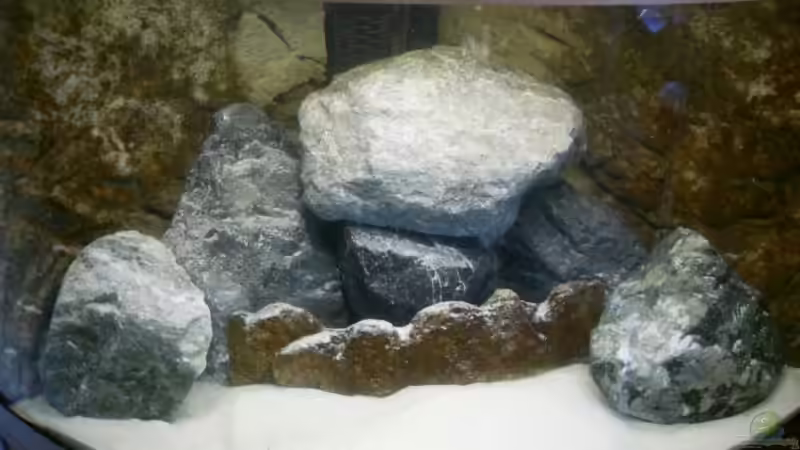 Aquarium Hauptansicht von Parteeey Becken