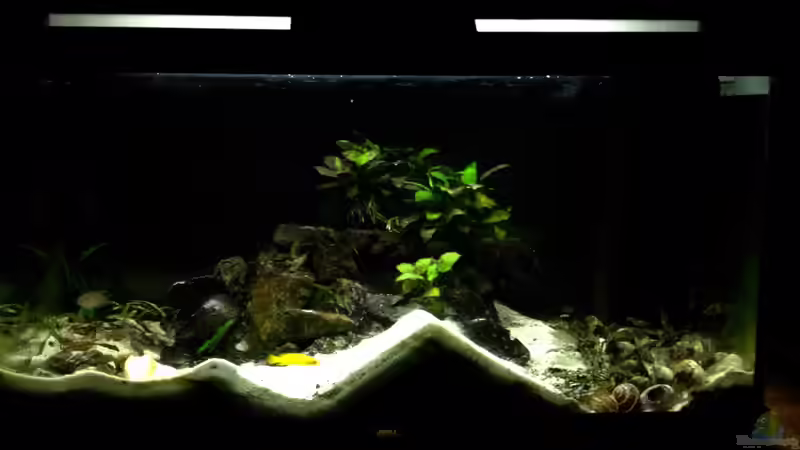 Aquarium Hauptansicht von Paul´s Tanganjika Aquarium von Paul Hellberg (1)