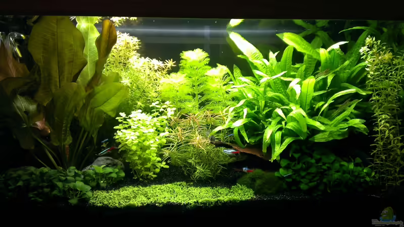 Aquarium Hauptansicht von Pelvis home von Marc W. (1)