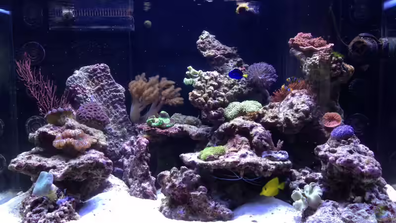 Aquarium Hauptansicht von Percula