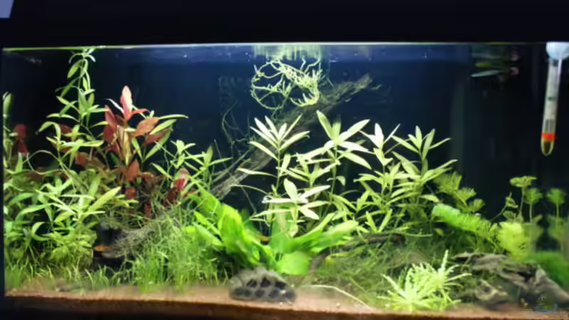 Aquarium Hauptansicht von Perlhuhn-Paradies von MelliNelli (1)