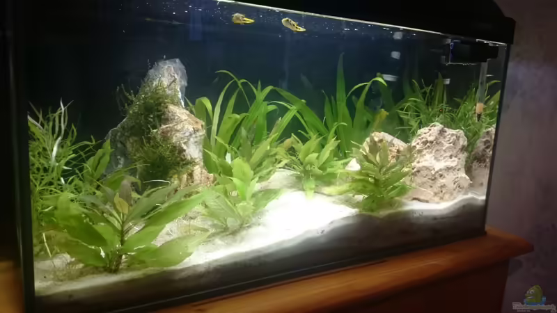 Aquarium Hauptansicht von Perlhuhntümpel von Z to the osel (1)