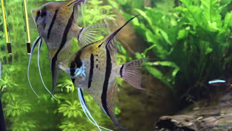 Aquarium Hauptansicht von Peruaner ( nur noch als Beispiel ) Aquarium Hauptansicht von Peruaner ( nur noch als Beispiel )