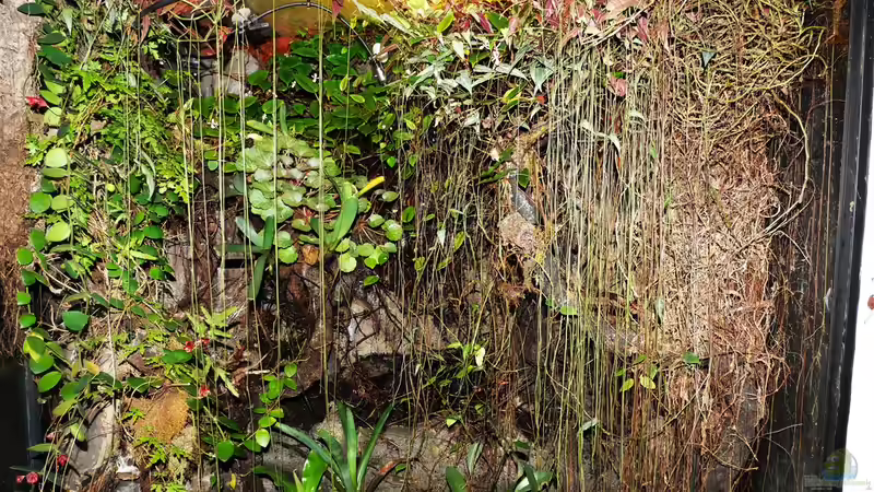 Aquarium Hauptansicht von Pflanzen-Terrarium von Goldfisch (1)