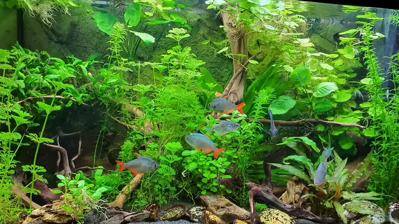 Aquarium Hauptansicht von Pflanzenparadies von Malawi-Guard (1)