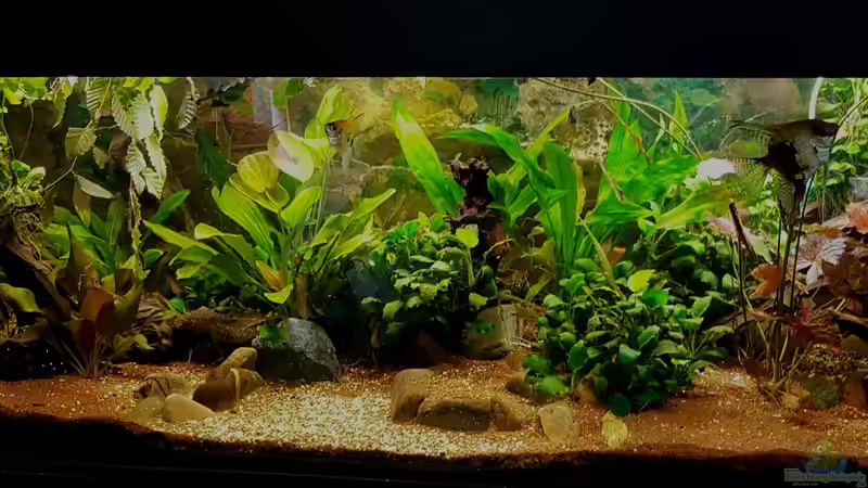 Aquarium Hauptansicht von Phantasia