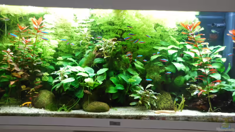 Aquarium Hauptansicht von Phoenix 240