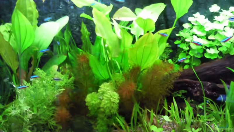 Aquarium Hauptansicht von Pia und Basty