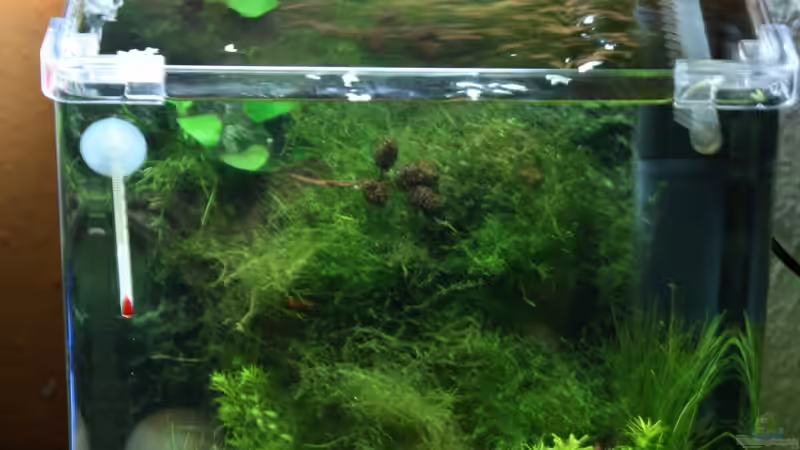 Aquarium Hauptansicht von Pipo´s Nano-Cube von P1P0 (1)