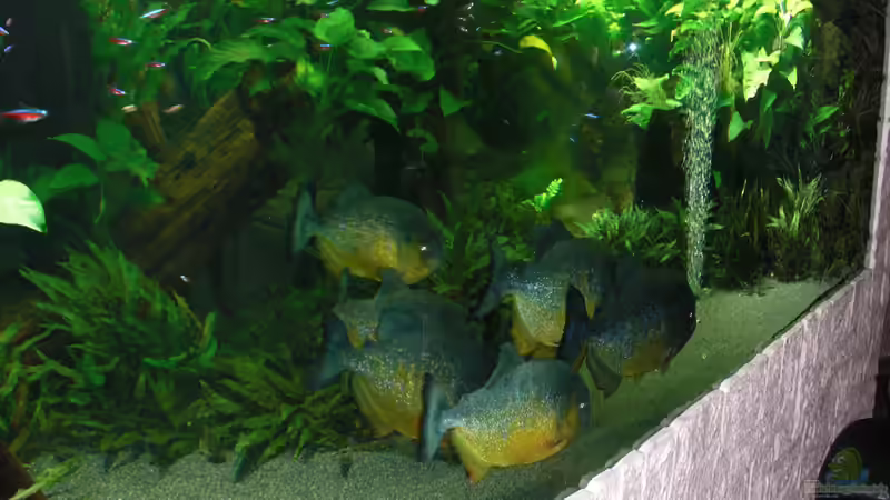 Aquarium Hauptansicht von pirayabecken von o.m. (1)