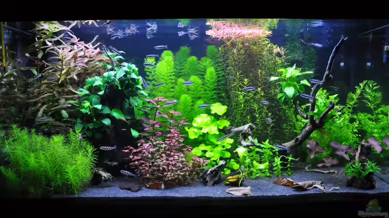 Aquarium Hauptansicht von Planted world von Michael Z. (1)