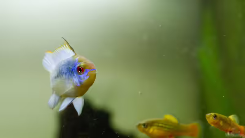 Aquarium Hauptansicht von Platys-home von electricblue (1)