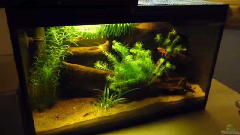 Aquarium Hauptansicht von Prachtkärpflinge von Bavaria (1)