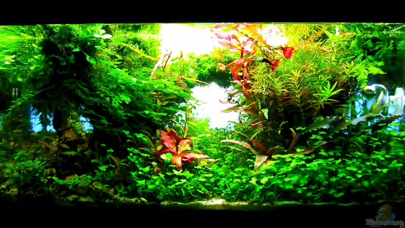 Aquarium Hauptansicht von Prinzessin Lillyfish von Fredo Fuss (1)