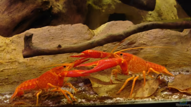 Aquarium Hauptansicht von Procambarus Clarkii (nur noch als Beispiel) von manzanarez (1)