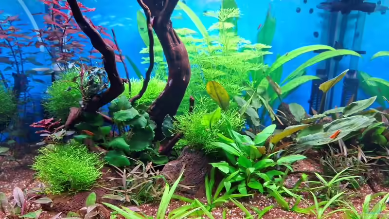 Aquarium Hauptansicht von Projekt 2025 vom 23.10.2025 Aquarium Hauptansicht von Projekt 2025 vom 23.10.2025