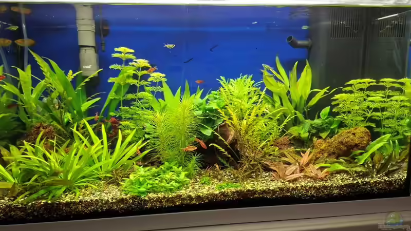 Aquarium Hauptansicht von Projekt 2025