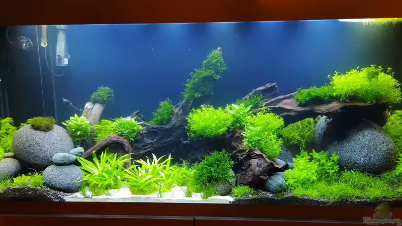 Aquarium Hauptansicht von Projekt grünes Wasserbecken von PEM (1)