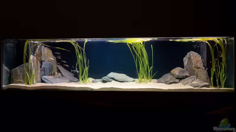 Aquarium Hauptansicht von Projekt Tanganjika 2500 (aufgelöst) von SylAn (1)